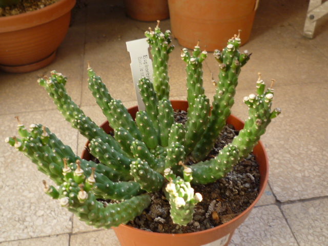 Euphorbia esculenta 