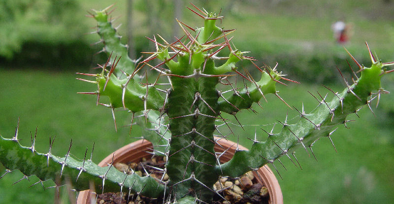 Euphorbia evansii 