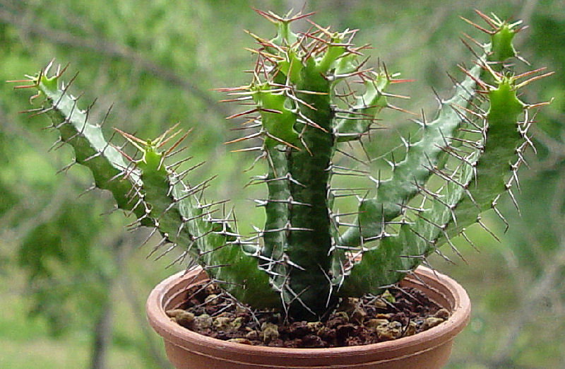Euphorbia evansii 