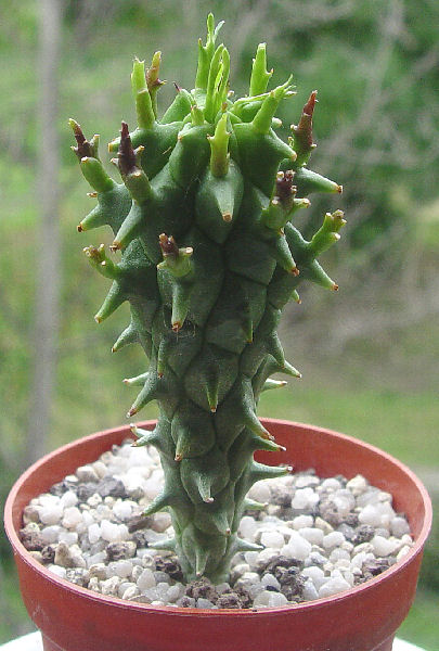 Euphorbia fasciculata 