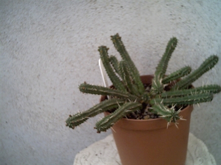 Euphorbia fimbriata 