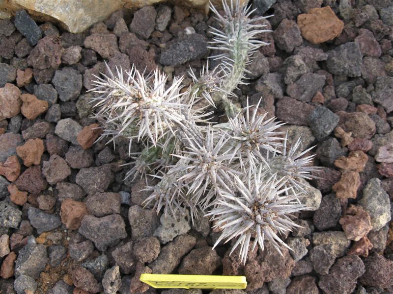 Euphorbia ferox 