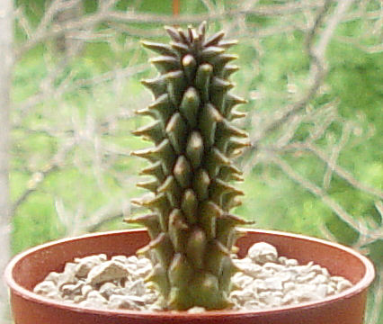 Euphorbia filiflora 