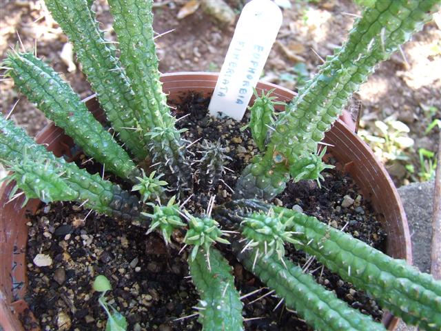 Euphorbia  