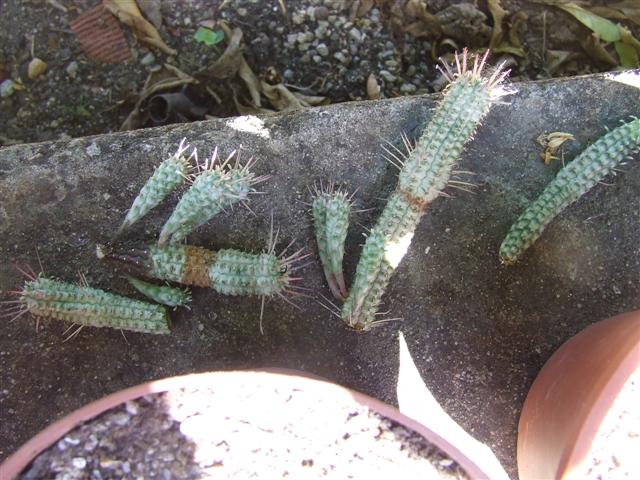 Euphorbia  