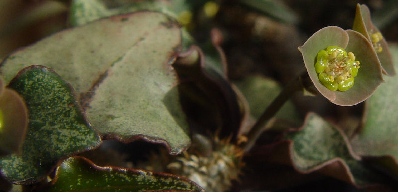 Euphorbia francoisii 