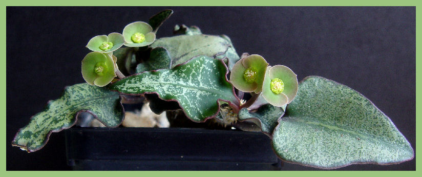Euphorbia francoisii 