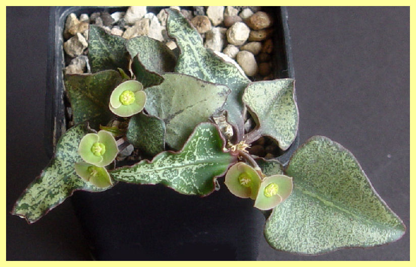 Euphorbia francoisii 