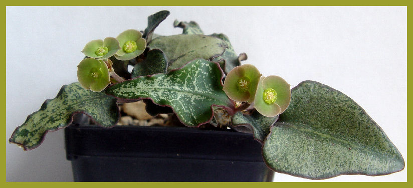 Euphorbia francoisii 