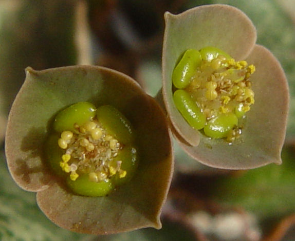 Euphorbia francoisii 