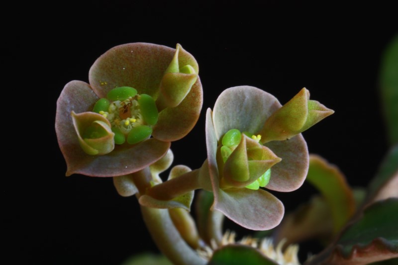 Euphorbia francoisii 