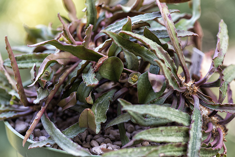 Euphorbia francoisii 