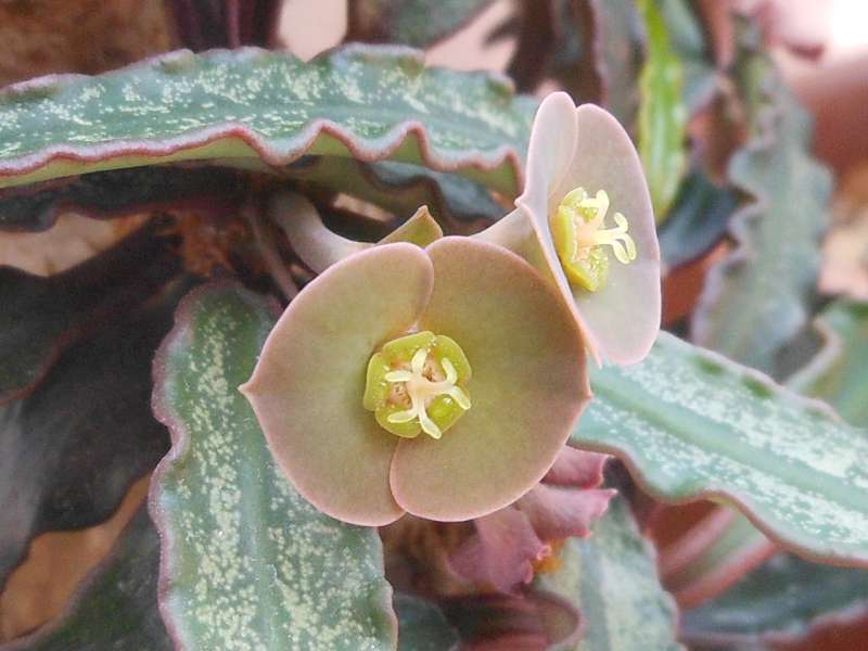 Euphorbia francoisii 