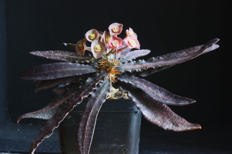 Euphorbia francoisii v. crassicaulis 