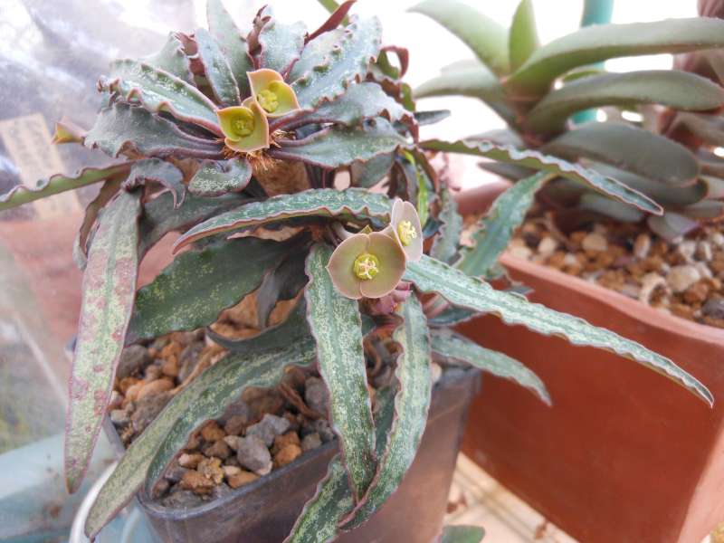 Euphorbia francoisii 