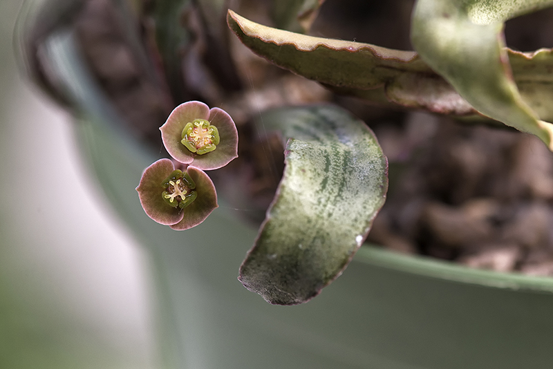 Euphorbia francoisii 