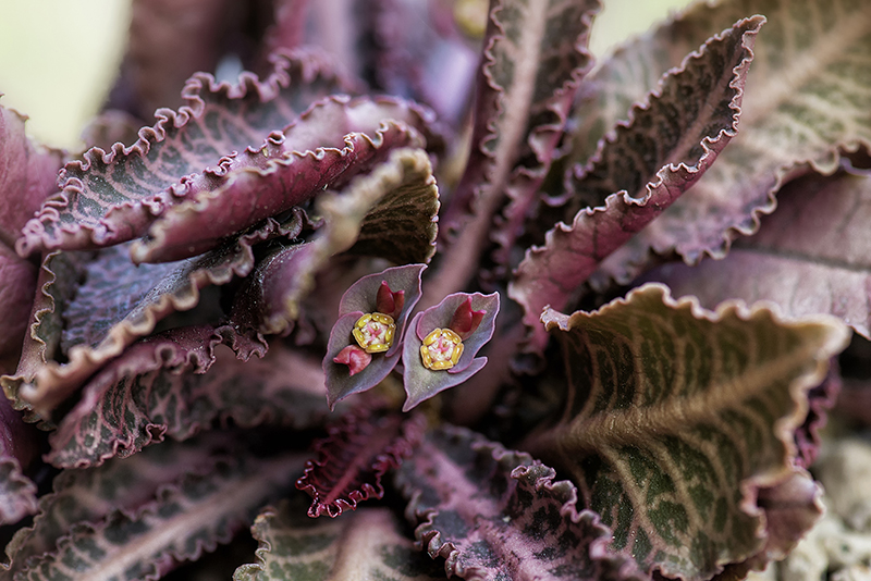 Euphorbia francoisii v. crassicaulis 