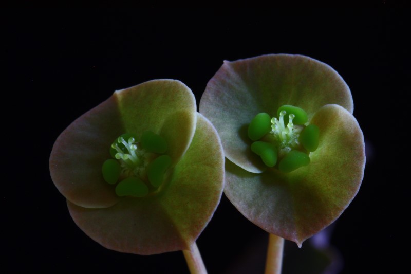 Euphorbia francoisii 