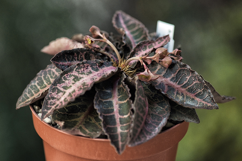 Euphorbia francoisii v. crassicaulis 