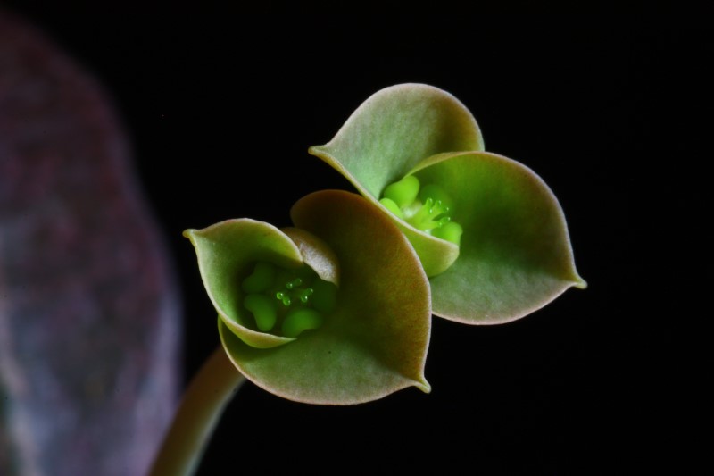 Euphorbia francoisii v. crassicaulis 