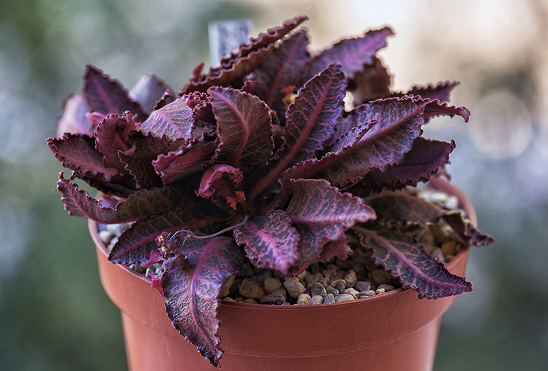 Euphorbia francoisii v. crassicaulis 