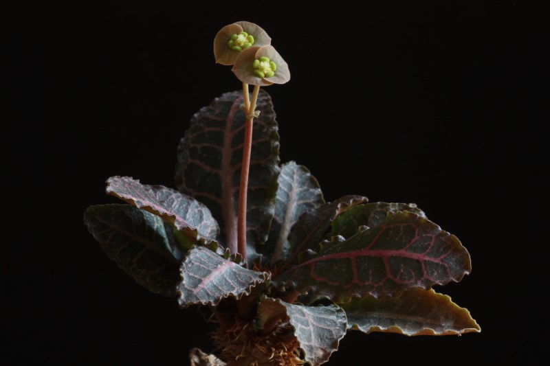 Euphorbia francoisii v. crassicaulis f. rubrifolia 