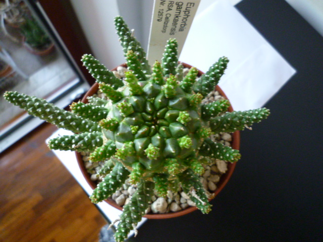 Euphorbia gamkaensis 