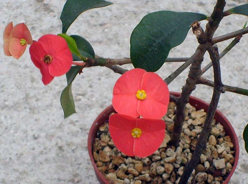 Euphorbia geroldii 