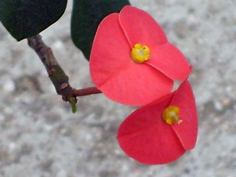 Euphorbia geroldii 