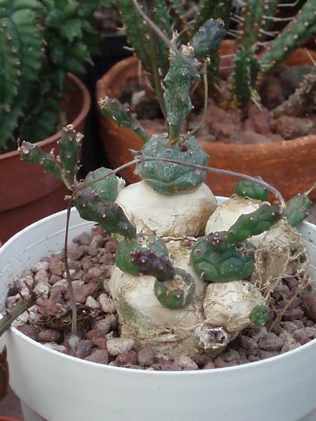 Euphorbia globosa 