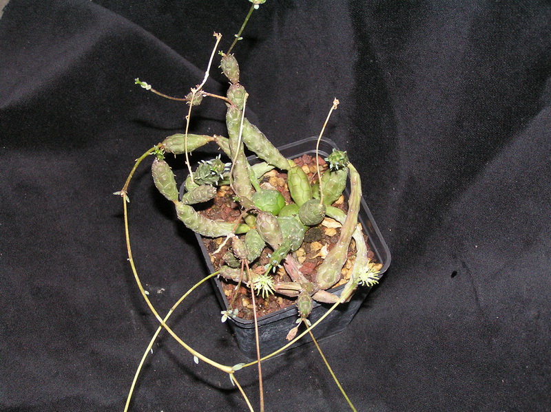 Euphorbia globosa 