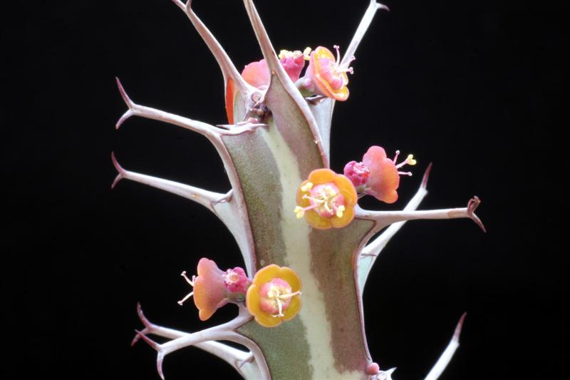 Euphorbia glochidiata 