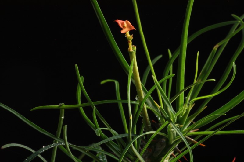 Euphorbia gottlebei 