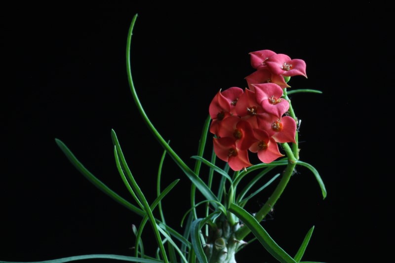 Euphorbia gottlebei 