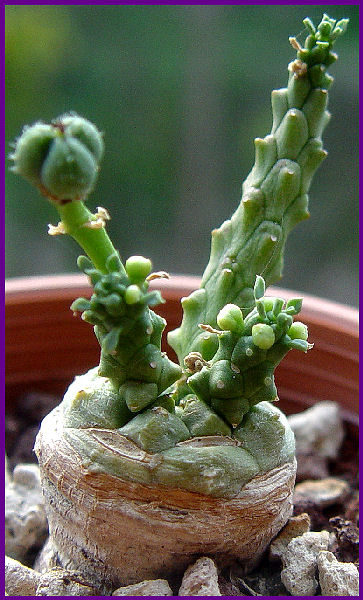 Euphorbia gorgonis 