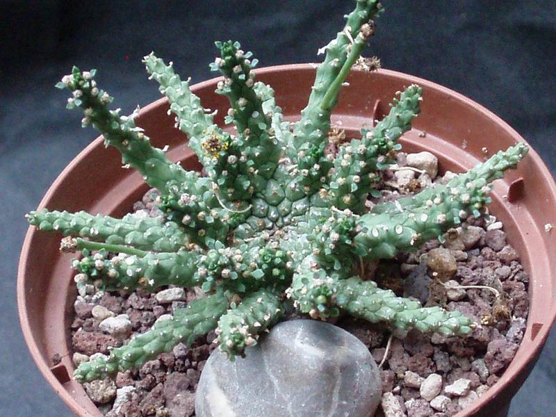 euphorbia gorgonis