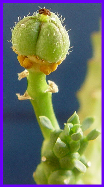 Euphorbia gorgonis 