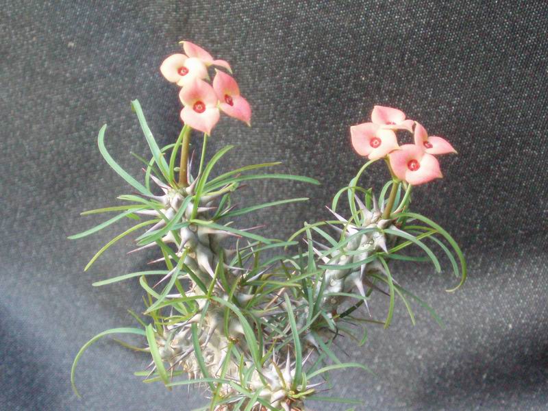 Euphorbia gottlebei 