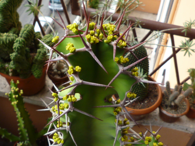 Euphorbia grandicornis 