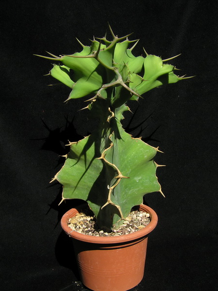 Euphorbia grandicornis 