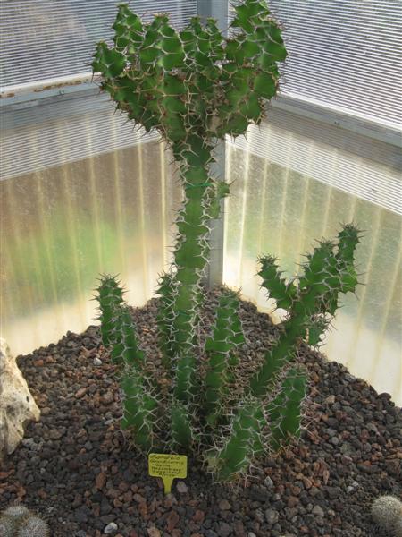 Euphorbia grandicornis 