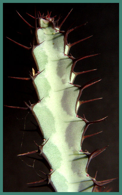 Euphorbia greenwayi 