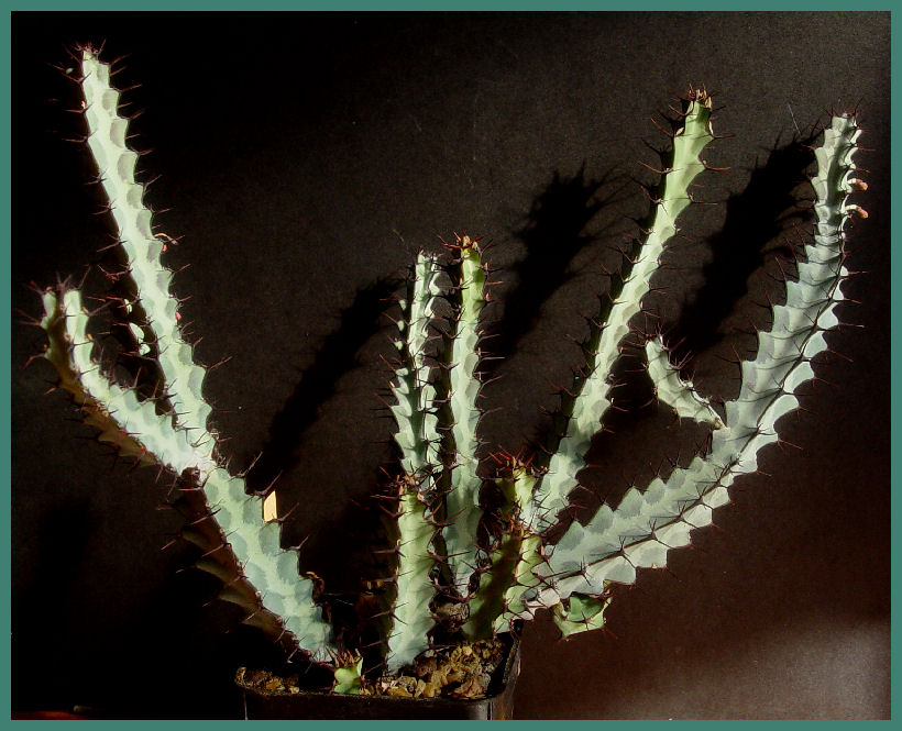 Euphorbia greenwayi 