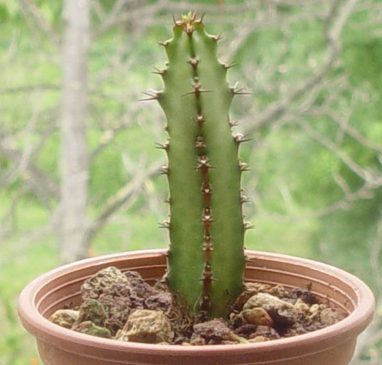 Euphorbia griseola ssp. zambiensis 