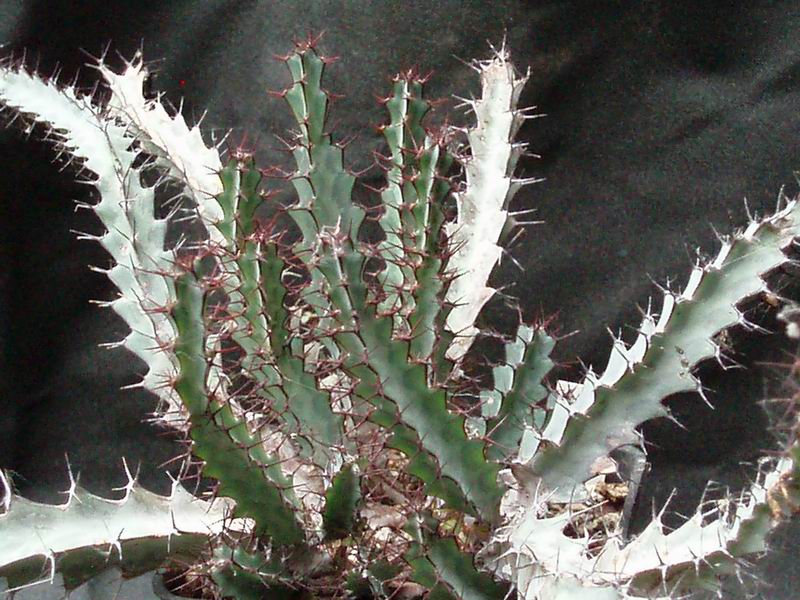 Euphorbia greenwayi 