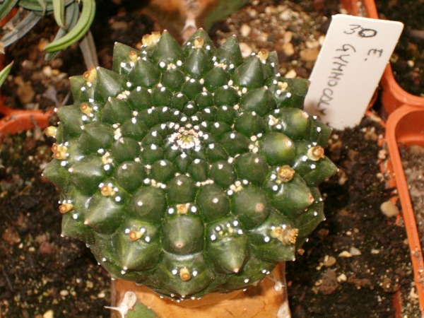 Euphorbia gymnocalycioides 