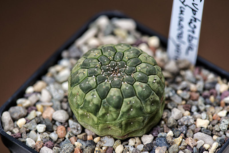 Euphorbia gymnocalycioides 