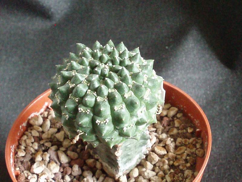 Euphorbia gymnocalycioides 