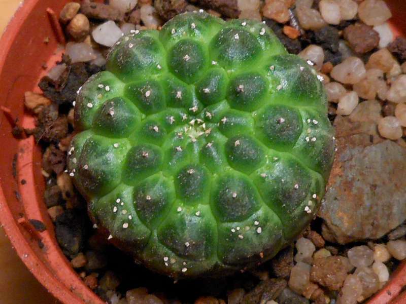 Euphorbia gymnocalycioides 