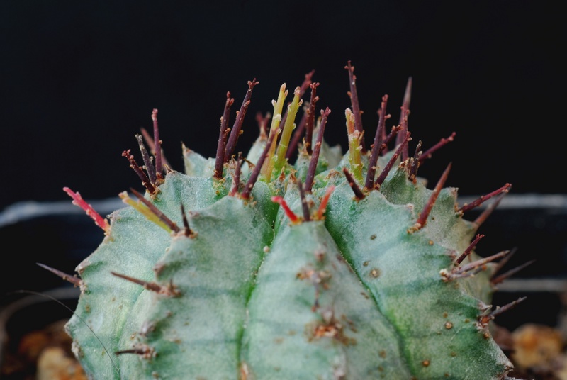 Euphorbia horrida 